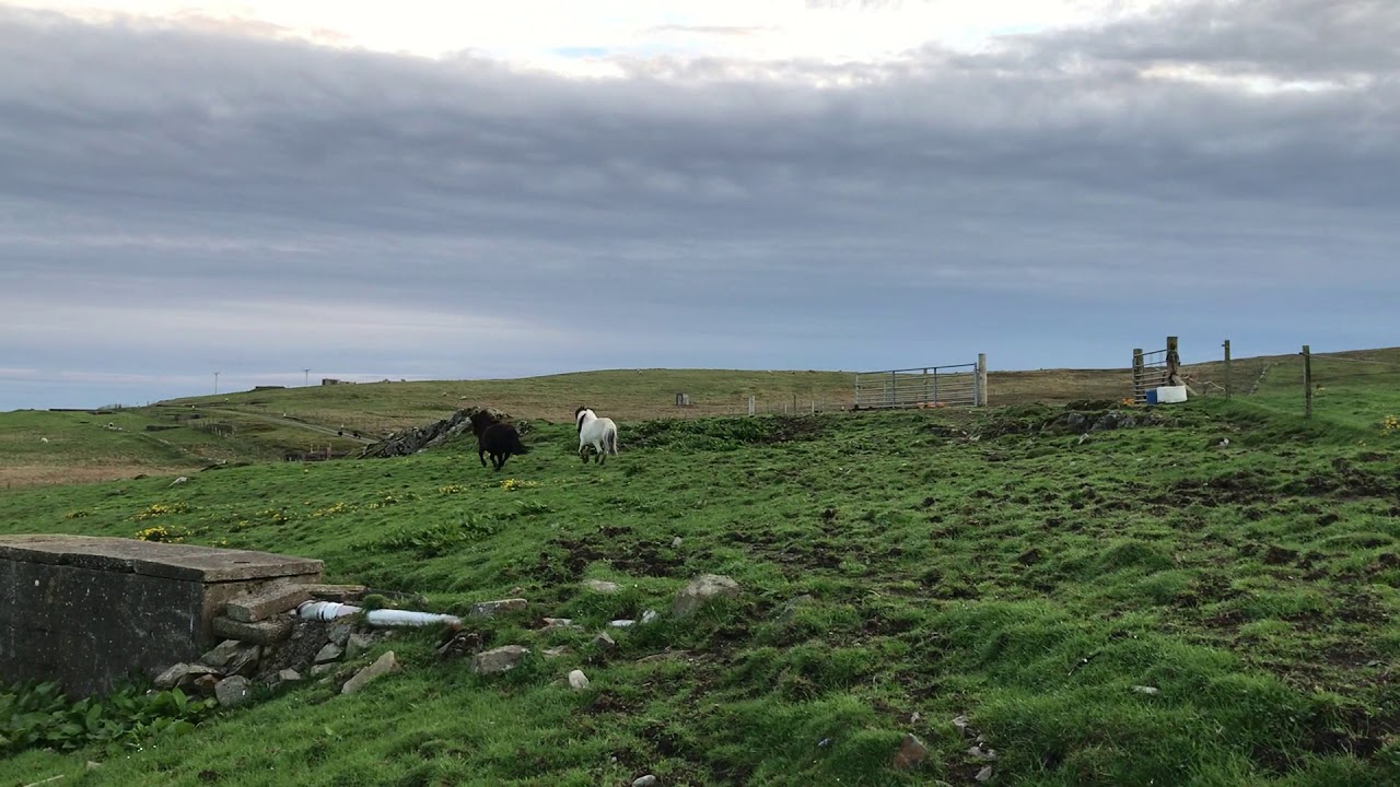 IMG 7179 camera iphone 8 plus apk