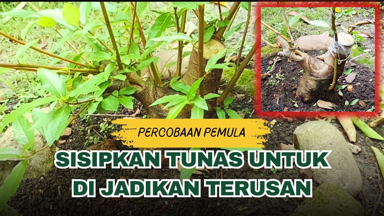 Cara menambahkan Tunas baru untuk di jadikan terusan 