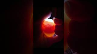 🥚 Day 4 Update "Temperature and humidity are stable. The embryos are developing inside the eggs