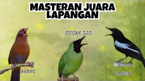 Masteran Kombinasi Full Isian Kacer Vs Wambi vs Cucak Ijo Masteran Raja Gantangan