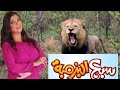 سبع يعنى أسد ايه البرمبة دى 