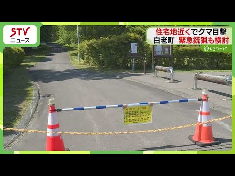 Driver Spots Adult Bear; Shiraoi Town Considers Emergency Culling