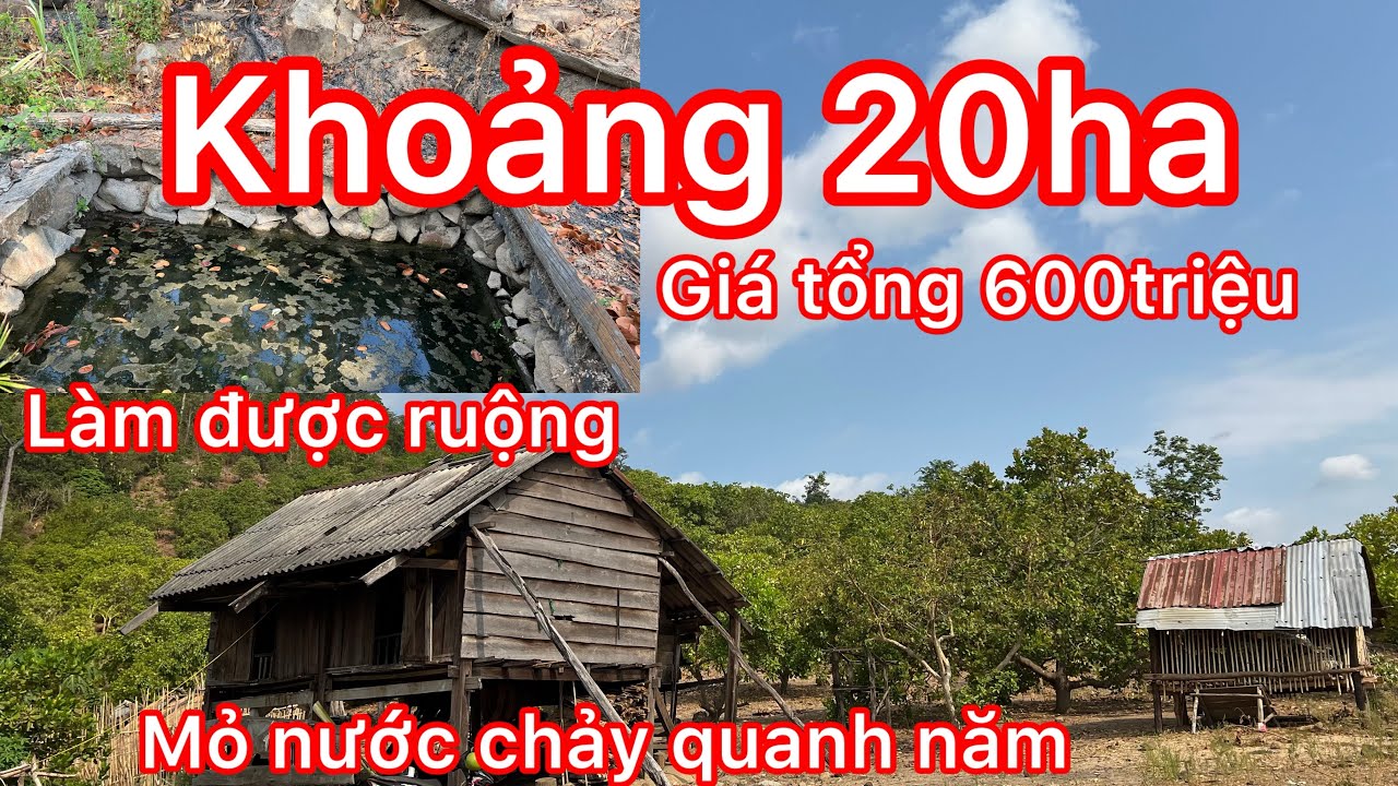 Đã chốt Mảnh rẫy khoảng 20ha giá chỉ 30tr /1ha đã trồng điều 10 năm ai thiện chí gọi Zalo 0862017368