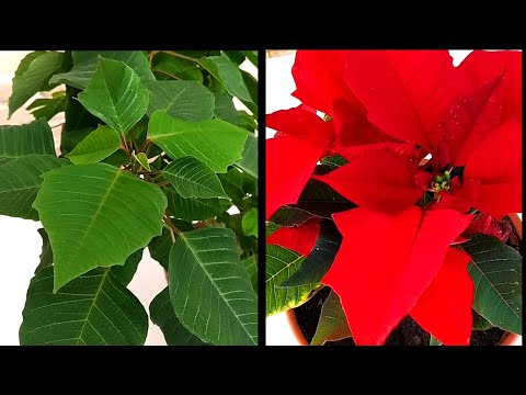 Video: Plantar cornejos de ramita roja - Cómo cultivar cornejos de ramita roja
