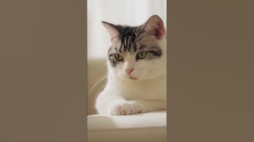 PETULTRA Automatic Cat Feeder