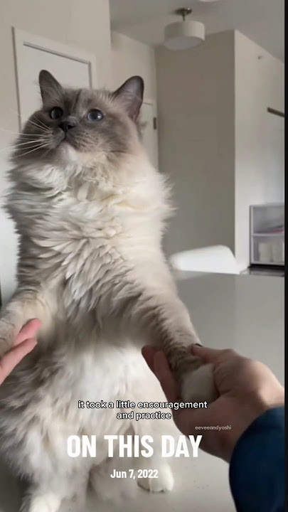 Old video but people often ask how they learned to dance. Eevees story is different than his though😅