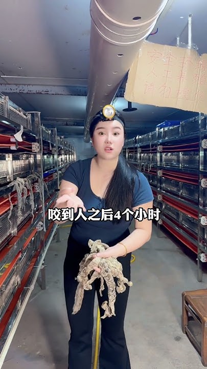 金环蛇和银环蛇谁更毒？ 金环蛇也叫金包银，金甲带，是一种以神经毒素为主的剧毒蛇。身体上是一圈黑一圈黄的环纹，体型上比银环蛇要大很多，有食蛇性 ...