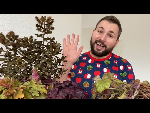 Preparing Heucheras for Spring (Post-Winter Care Guide)