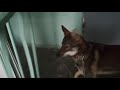Зсл Норд и рыжий сосед🐺🐱🤣