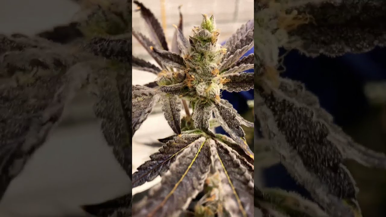 Amazing bud up in Michigan