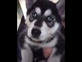San Luis Potosí Perrita #husky  jugando y escuchando música