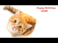 Leah Cats Gatos Happy Birthday 