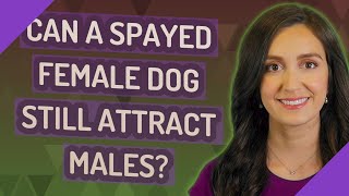 Can a spayed female dog still attract males?