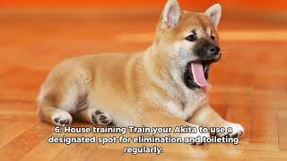 Akita training Advise américan akita Training solutionamerican akitaakita dogakita inu