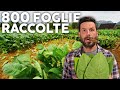 Raccolgo il tabacco e lo faccio essicare: SIGARI FATTI IN CASA