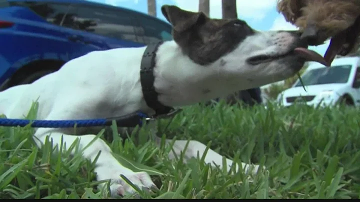 Testing pets for COVID-19