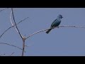 Indigo Buntings: Songbirds at the Edge of the Woods--NARRATED