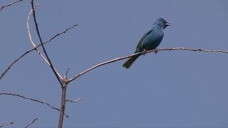 Indigo Buntings: Songbirds at the Edge of the Woods--NARRATED