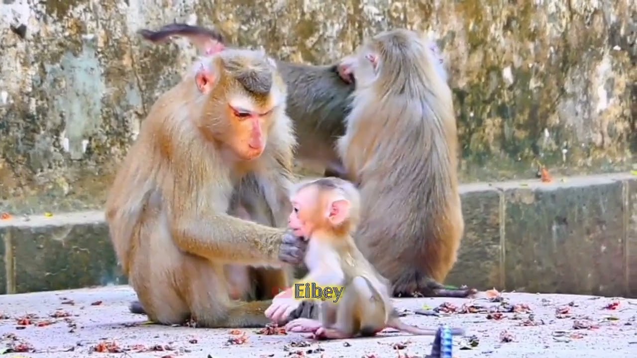 monyet kecil itu lapar dan meminta makanan.