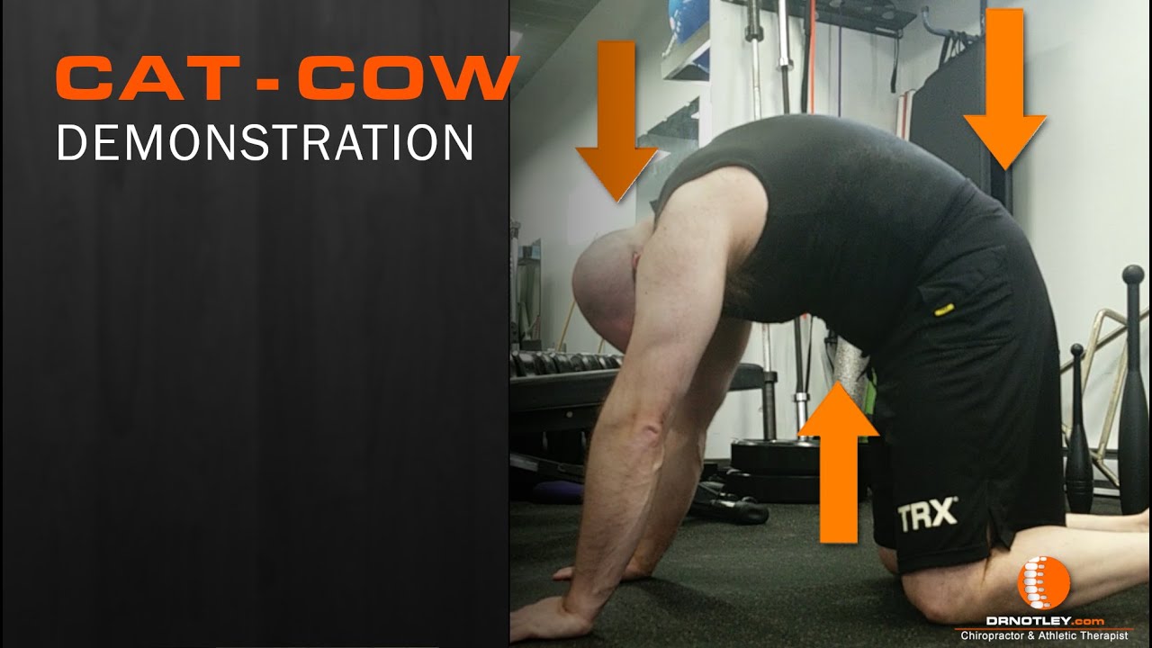 Cat - Cow Demonstration - Dr Notley Chiropractor and Athletic Therapist ...