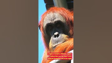 14,000 Orangutans are Near Extinction!