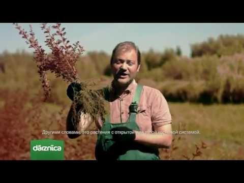 Video: Rūpes par ceļmallapu kokiem: informācija par ceļmallapu audzēšanu