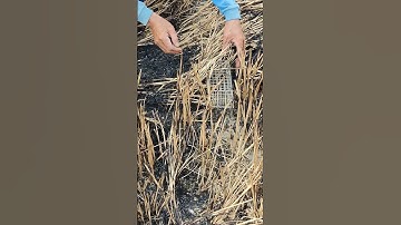 cả nhà đoán xem clip đặt bẫy chuột đồng mùa lúa vào ngày mai nhe