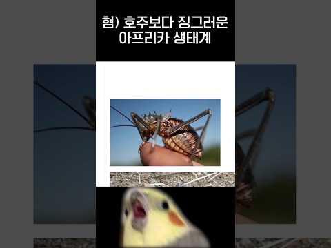 혐 한국에 태어난게 다행인 이유ㅋㅋㅋ Jpg 