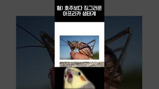 혐) 한국에 태어난게 다행인 이유ㅋㅋㅋ.jpg screenshot 4