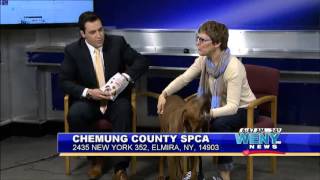 Meet Your Next Adoptable Pet at the Chemung County SPCA
