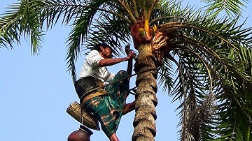 How To Extract Of Date Palm Juice | Natural Village | Bangladesh Natural | natural Scene