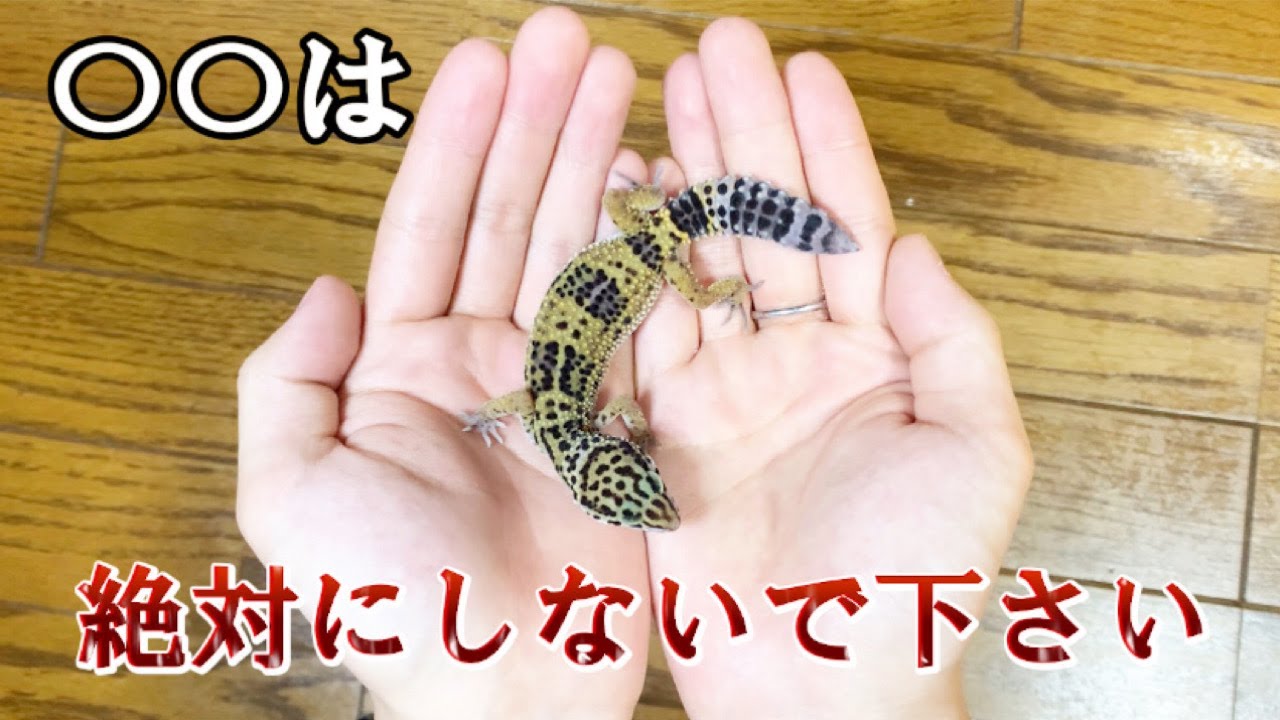 ショップ店員が教える】レオパ飼育で絶対にやってはいけないこと4選 ショップ店員が教える】レオパ飼育で絶対にやってはいけないこと4選