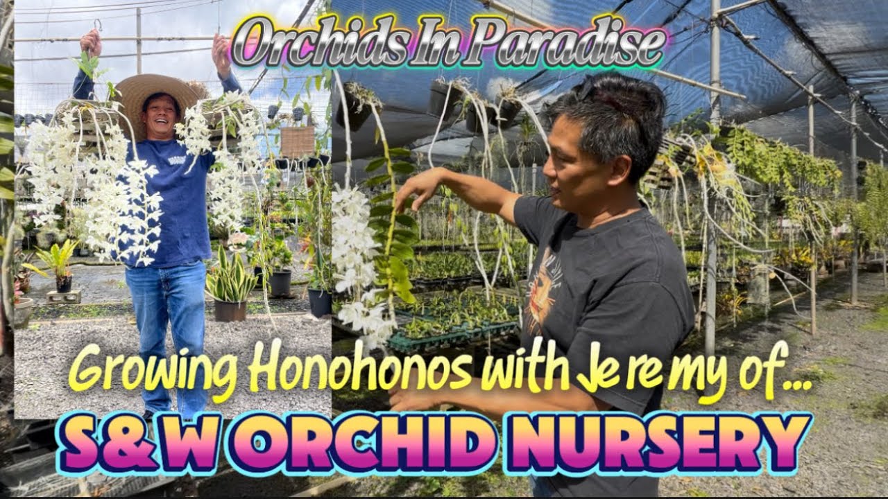 Growing Honohonos with Jeremy of S&W Orchid Nursery in Waianae, Hawaii 🌴