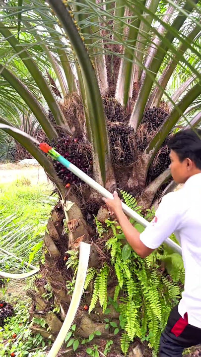 Low oil palm harvest is suitable to use Egrek KLS Pro