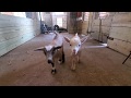 Ten Nigerian Dwarf Baby Goats Jumping for Joy!