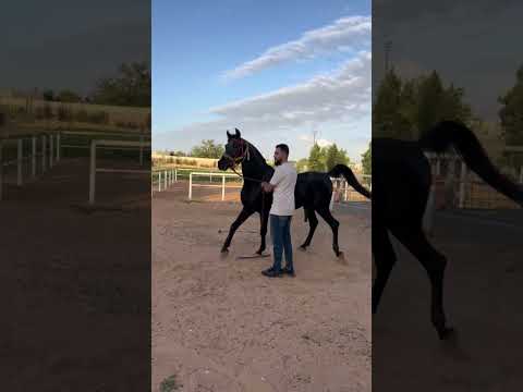 حبيب القلب ادهم الوطن العربي خيل Horse ليبيا الخيل حصان اكسبلور
