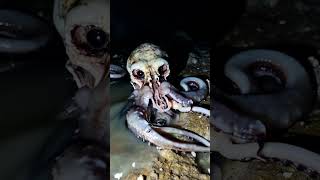 WTF is this??? #seacreatures #octopus #ai