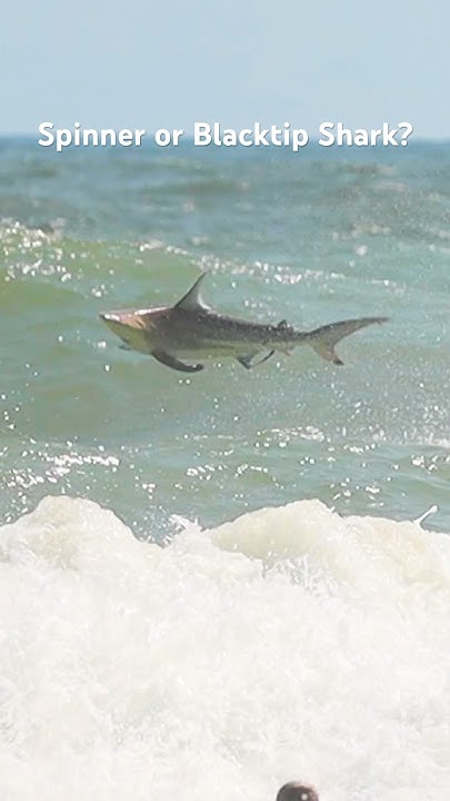 Blacktip or Spinner Shark? #shark - YouTube