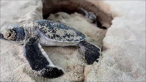 Câu chuyện rùa con- Tình nguyện viên bảo tồn rùa biển Côn Đảo năm 2014