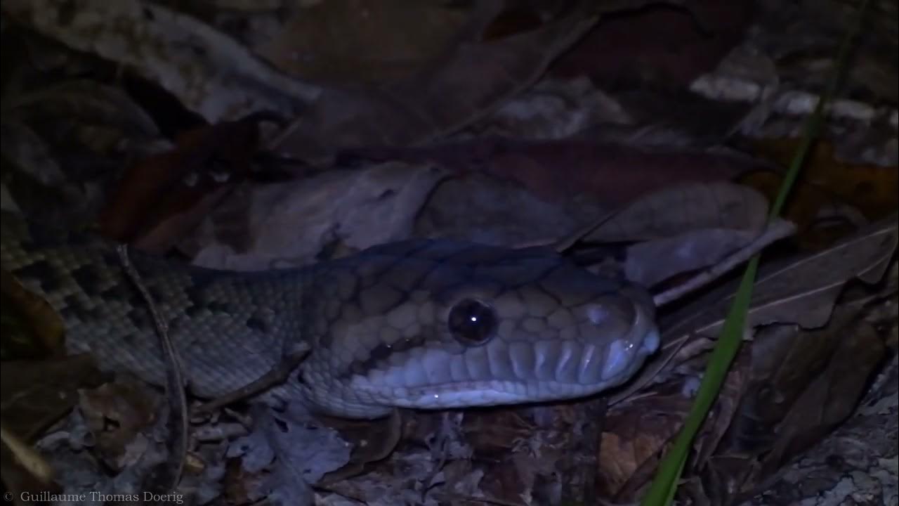 Australian Scrub Python (Simalia kinghorni) - YouTube