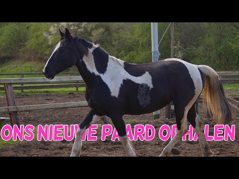 Video: American Walking Pony Paardenras Hypoallergeen, Gezondheid En Levensduur