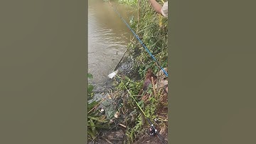 câu cá tra sông #fishing #cầnthủ #giaitri #cauca