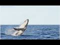 The Blue Whale Documentary + Hadzabe First Ocean Experience Natural