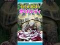 産卵祝いにリクガメ用お赤飯を作ってみた