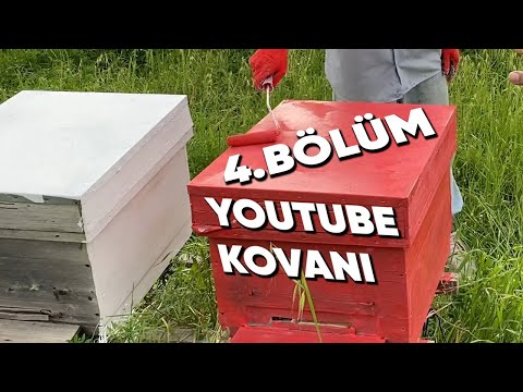 Youtube Kovanı 4.Bölüm - Kovanımızı Boyadık. Kovan Renginin Önemi ?