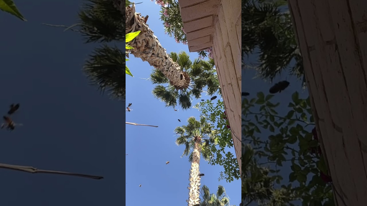 Relax with the bees. 