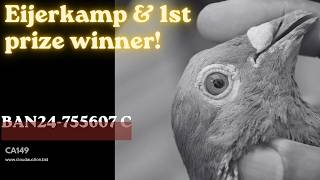 ✅CA149-2026🥏BAN24-755607C💥From lines of Stef💥Porsche💥Eijerkamp💥1st prize winner💥Direct A&B Leideman✨ ✅CA149-2026🥏BAN24-755607C💥From lines of Stef💥Porsche💥Eijerkamp💥1st prize winner💥Direct A&B Leideman✨