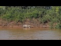 Jaguar Attacks Crocodile EXCLUSIVE VIDEO   YouTube