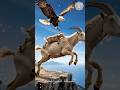 ماعز جبلي تقفز بصغيرها للهروب من نسر مفترس مشهد مذهل في الجبال Goatclimbing ماعز جبلي Wildlife 
