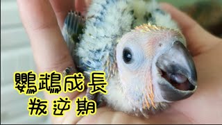 【屈原之天下鳥事】鳥孩子突然不乖怎麼辦淺談鸚鵡成長叛逆期ft.精鵡瘋雲